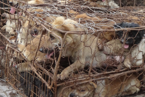 Elaine Ramos, Vanessa Millan and Jesus Gabriel Valentin Charged with 26 Counts of Animal Cruelty