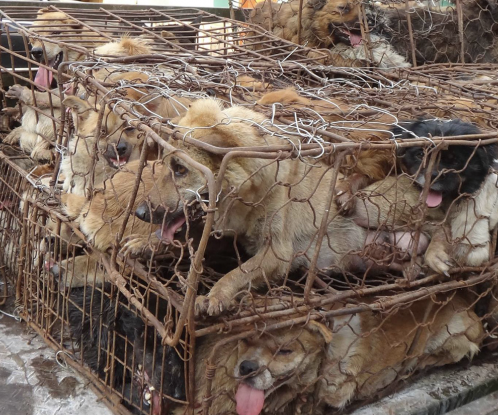 Elaine Ramos, Vanessa Millan and Jesus Gabriel Valentin Charged with 26 Counts of Animal Cruelty