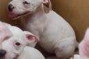 Dogs For Sale-AttorneyWeekly