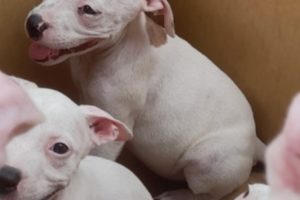 Dogs For Sale-AttorneyWeekly