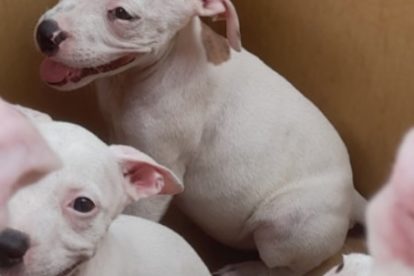 Dogs For Sale-AttorneyWeekly