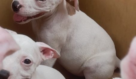 Dogs For Sale-AttorneyWeekly