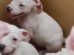 Dogs For Sale-AttorneyWeekly